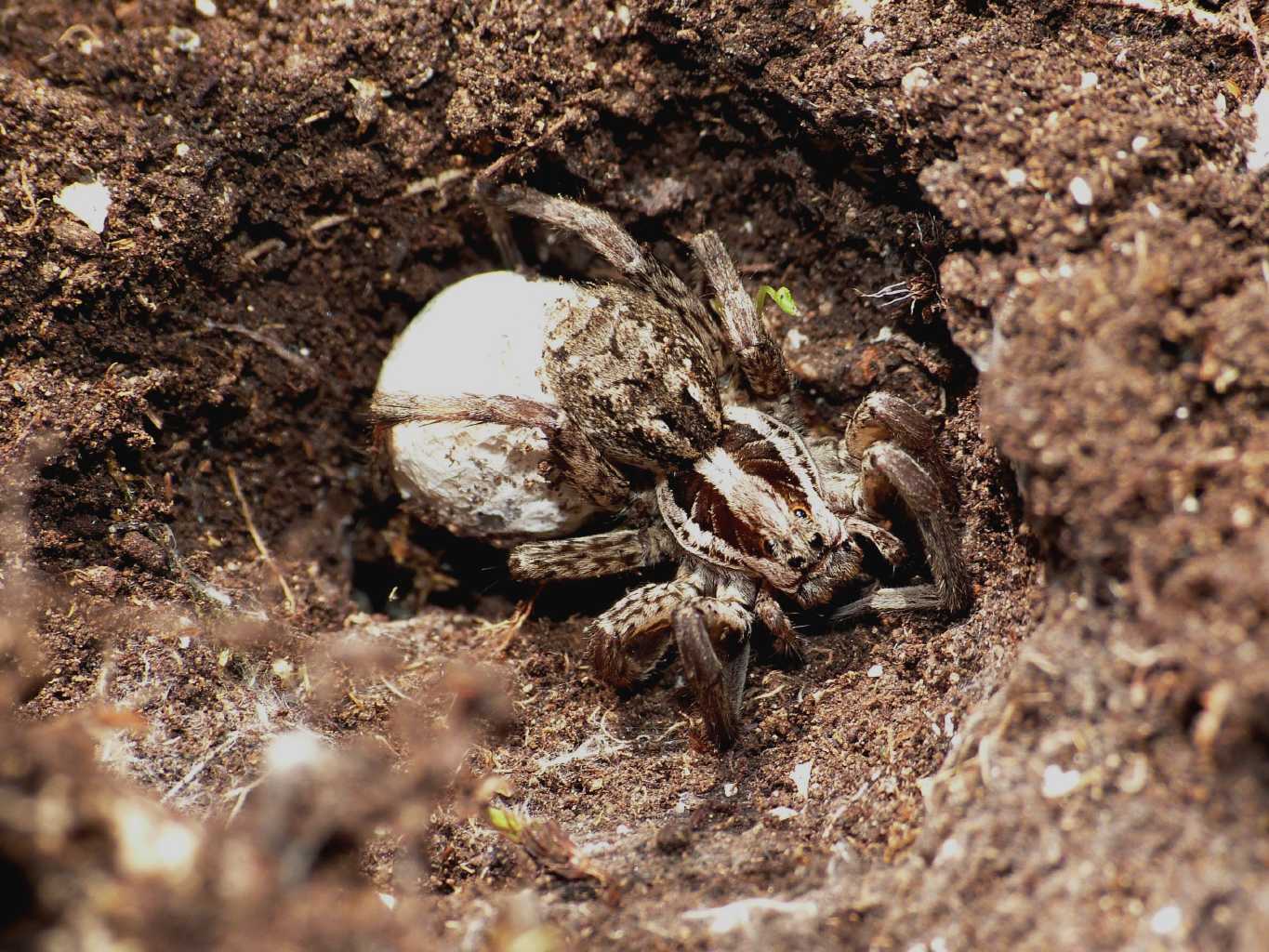 Hogna radiata - Parco Nazionale d''Abruzzo